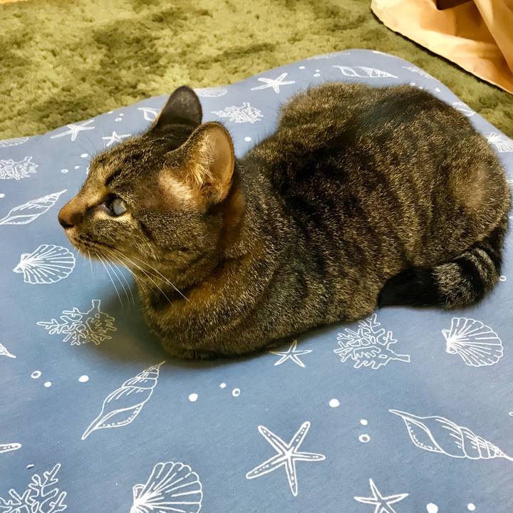 449c48c1 3aa5 409e 8232 00d4cdd30bd6 1538306018787