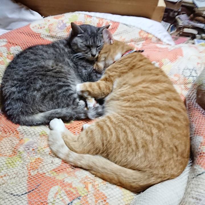 449c645c 482b 4d54 91bf 46e67341ade8 1571661893058