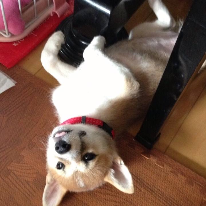 44a034bc 74fc 429a 921a a7045e275bdb 1538787021484