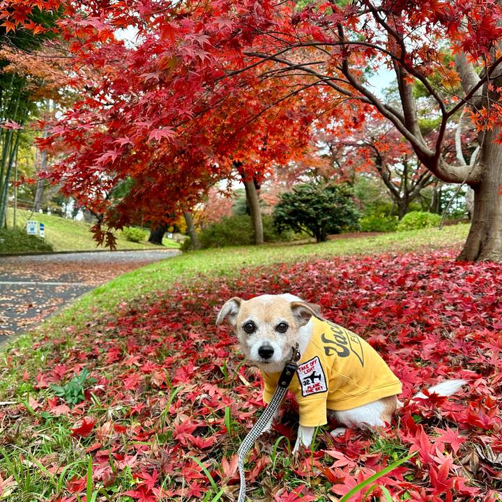 44a09b99 91c8 4fd6 a44d 9b5f8bab0195 1669790640982