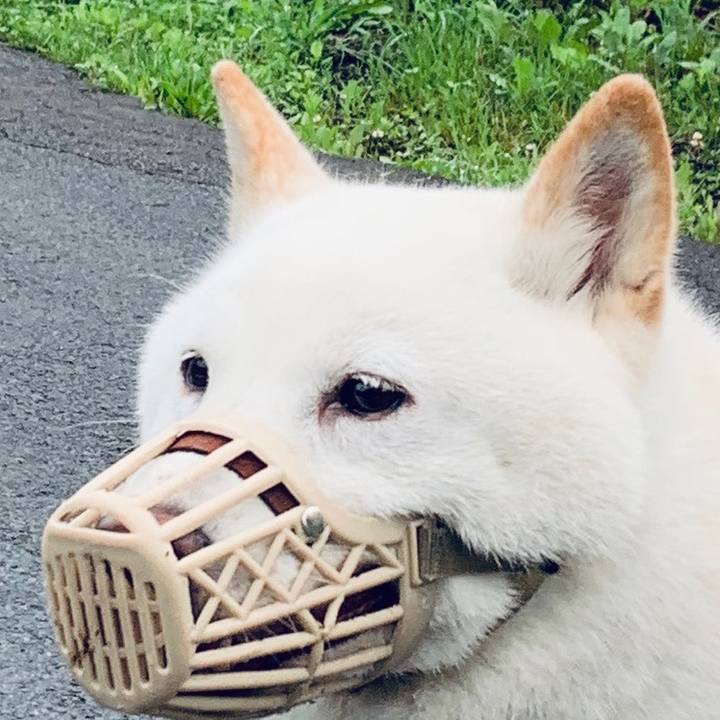 44a1808a 5071 4262 9f95 c1383c0e947c 1593464477141