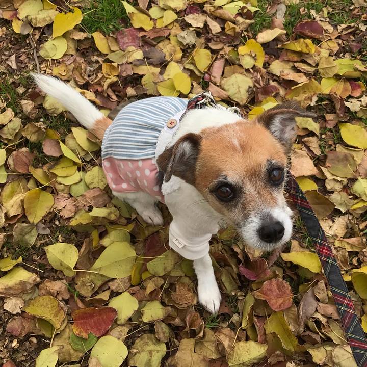 44a60a4a da8f 4fd1 87e0 8959b6213ace 1543996956294