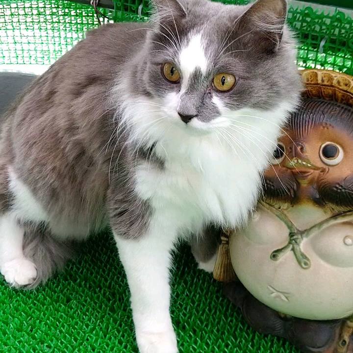 44a63233 af62 49cb a364 e08ea8e32986 1585465536712