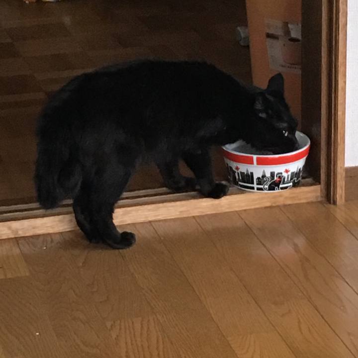 44a86fd8 2cd2 4838 9f9e bf66a47bc6ac 1534200369494