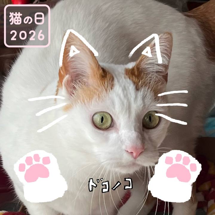 44a89010 d220 464e 8a77 71bf08d52e8b 1771735216570