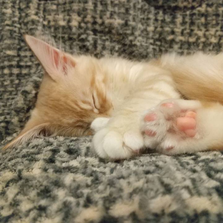 44a8daa6 3f22 46cb 8374 fe6df0c5e510 1607171296586