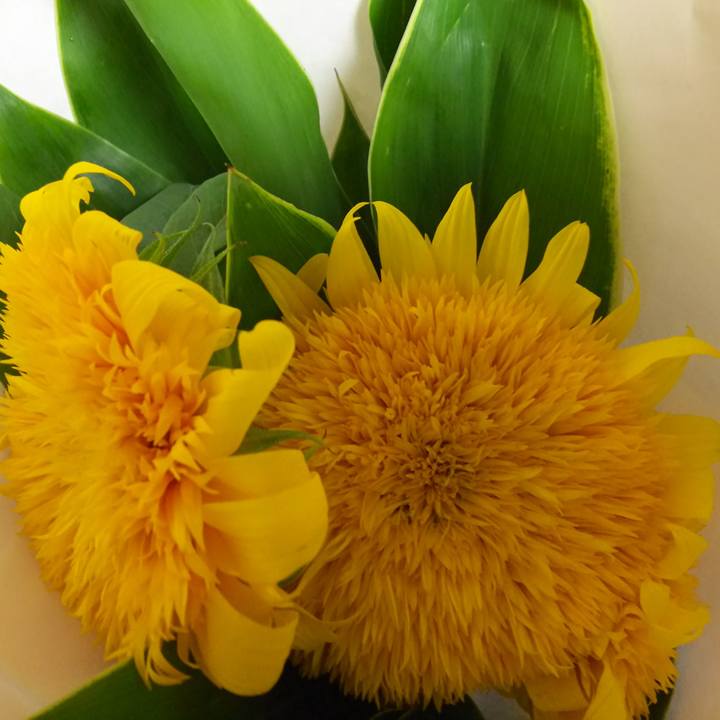 44abd4ce 693c 470c af13 35dece554c09 1529450385698