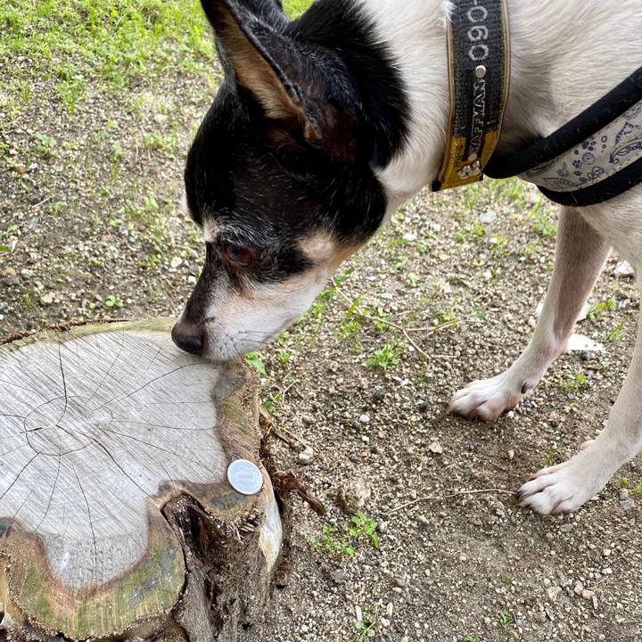 44ac5f33 de82 4960 9ee4 fd8b2a08ea9e 1573530203381