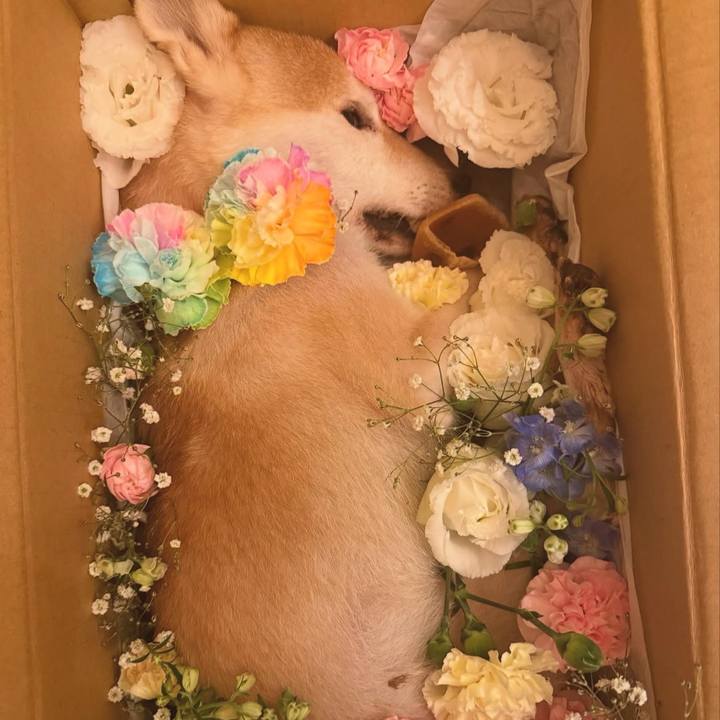 44adfa68 28ac 4121 9dfd ea20ae5b248e 1743514118444