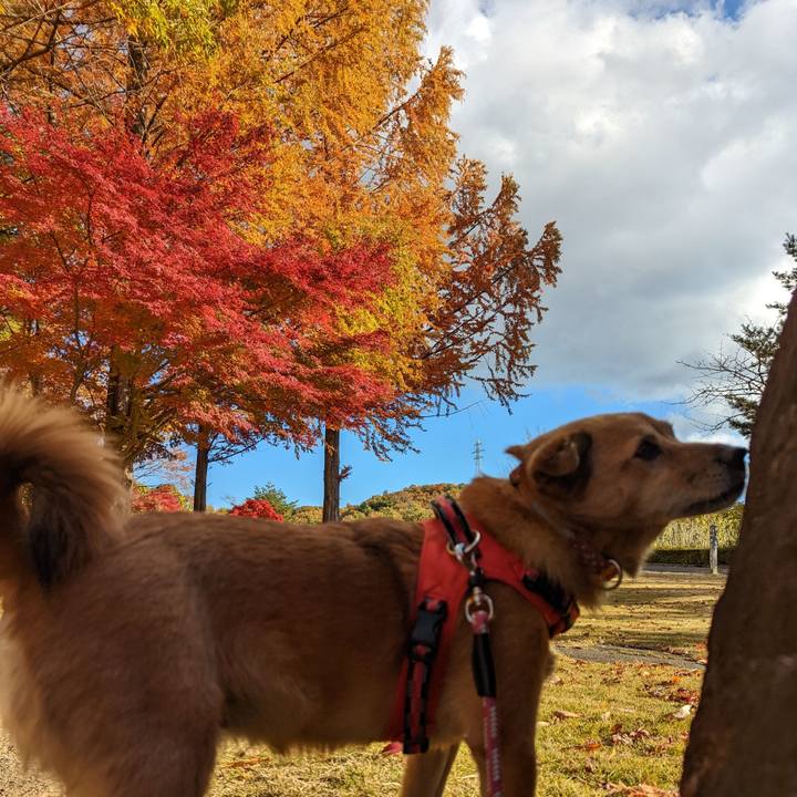 44af3260 d577 498e 9d0d e742c2cf785c 1667897749437