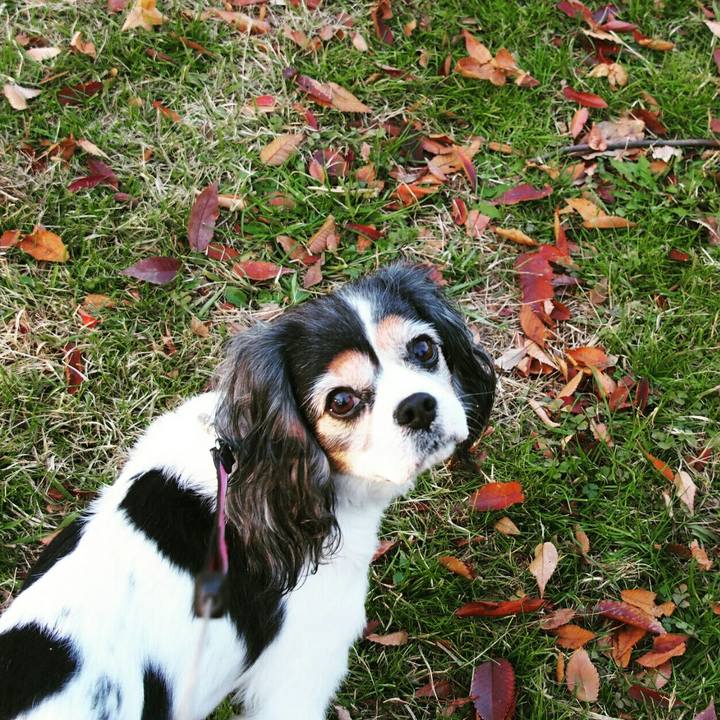 44b03617 85cd 46cf ad4b ef7581b91b0e 1512202209971