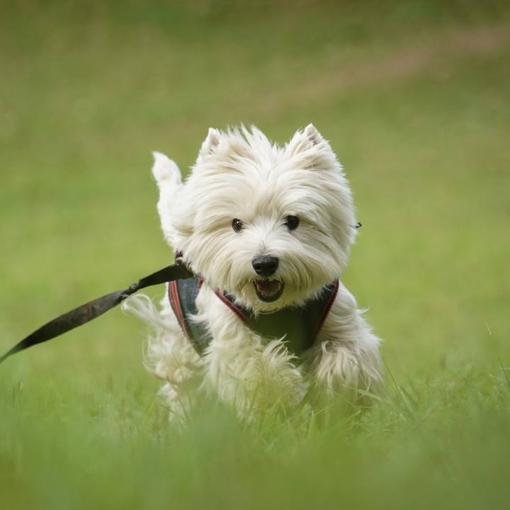 44b0863f f535 4217 b78c 82aaa90f34dd 1527079605339