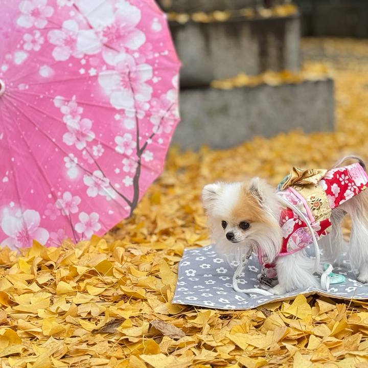 44b10e0e bc38 413c a649 2be6210c263a 1765458203876