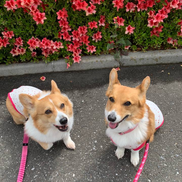 44b918c1 ed6f 44cb 9b40 359fec219cee 1587430808779