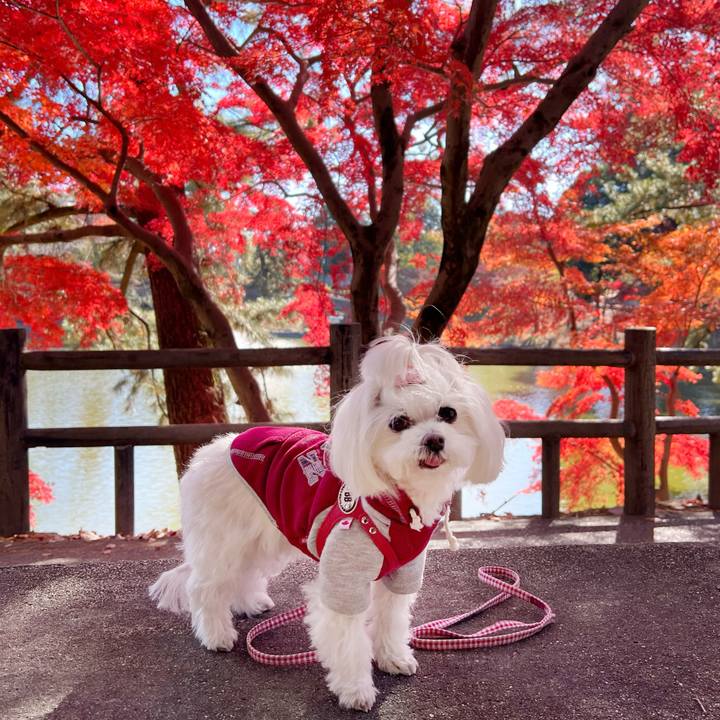 44bc7695 d549 4a19 8a77 6c42adb2e574 1763437132869