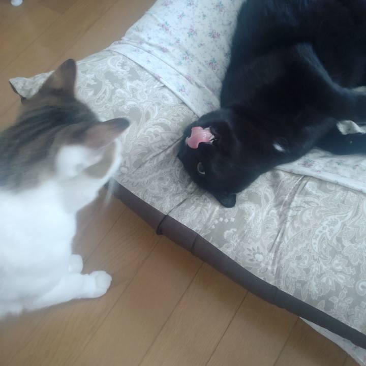 44bcdaa2 6eff 464d a78a 4b389fe6c0ff 1714518106498