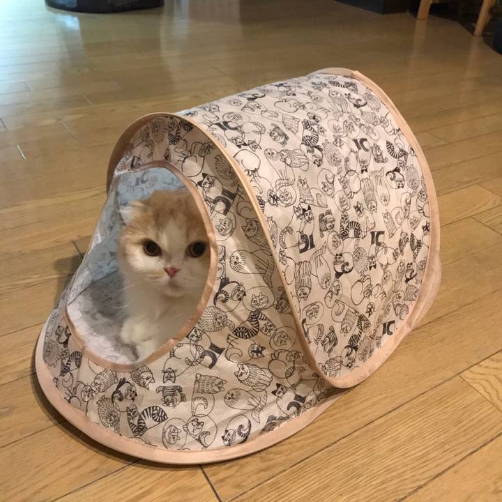 44bceb6a 966a 42a6 8bfb b1feeef0c366 1526302962819