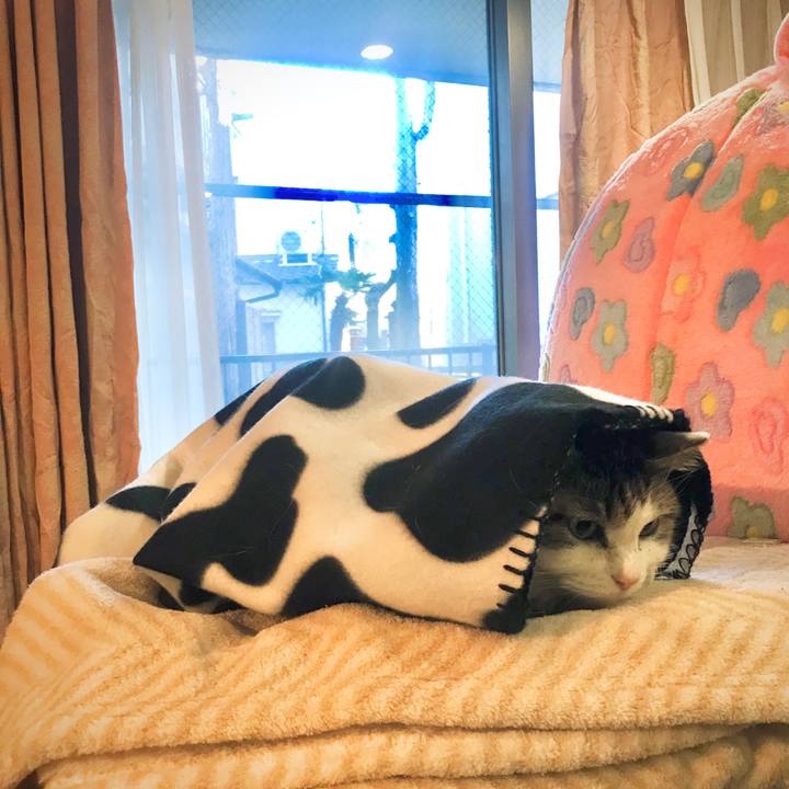 44bfc0f8 d393 4579 883a fafb46954aa1 1609575473214