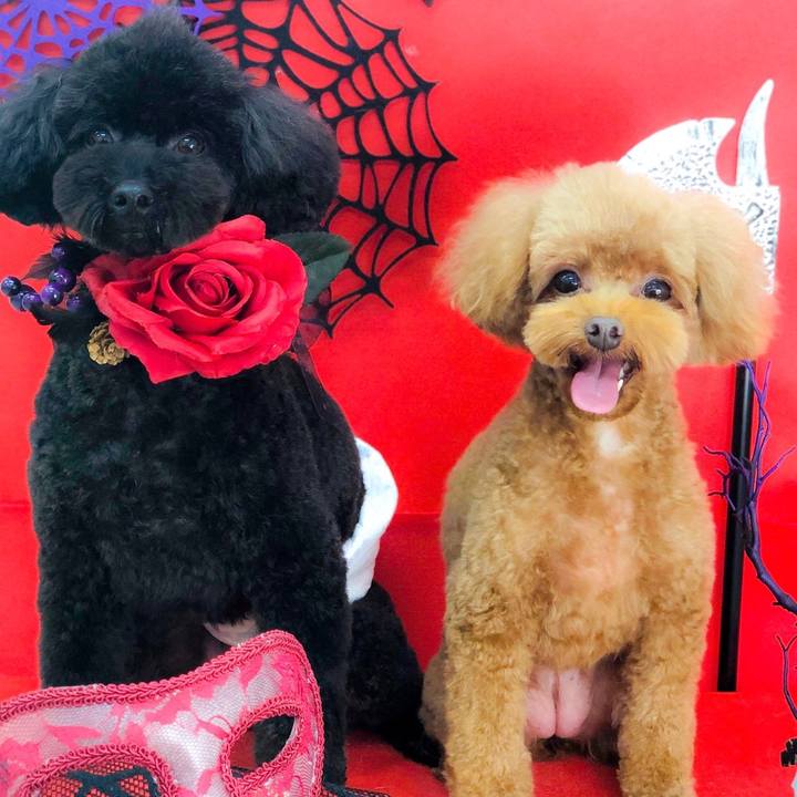 44c0eedf 0a66 40c7 bfda f86026cdd937 1601031865050