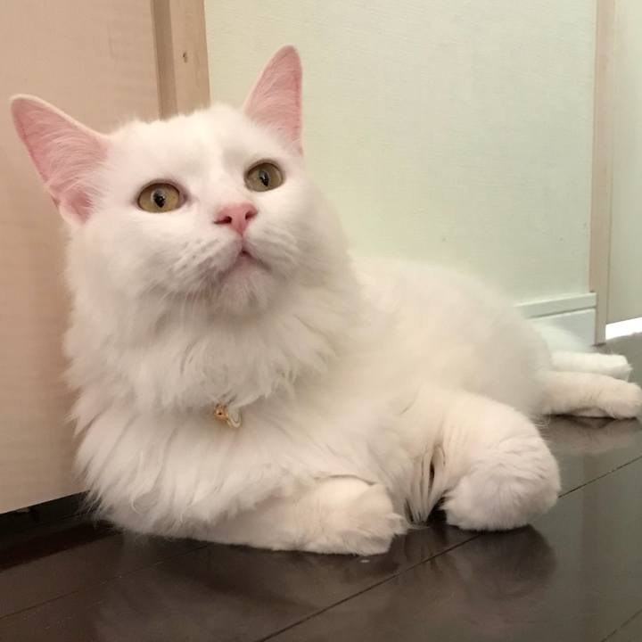 44c375ba c879 44db b4f7 bf6ab127e5dd 1529034747896