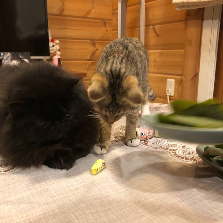 44c642a6 de3c 4f3a 8f3a 962f6e5a3483 1557065090352