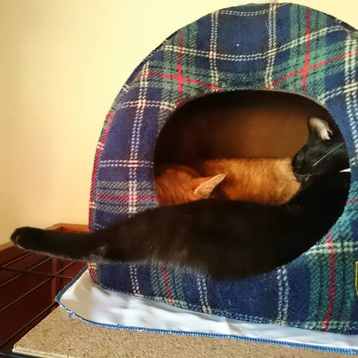 44c70884 bfed 4eae b94c 675f8f442c69 1509009465669