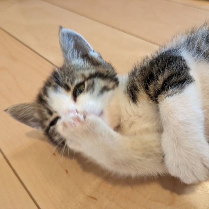 44c82e30 4f53 465f bafc 872dd43dfd1a 1771543845789