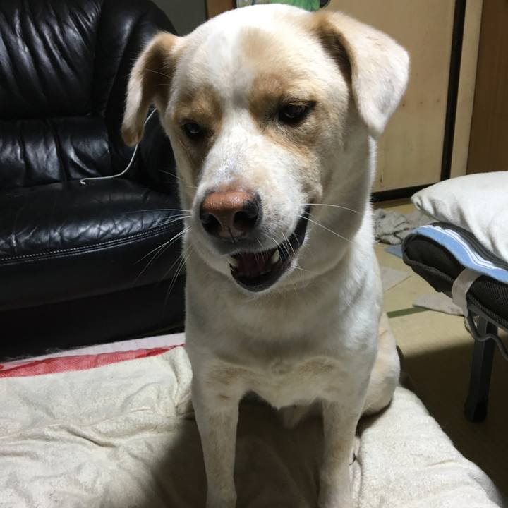 44c82f25 5051 44c4 a0d0 8c0d6d00373f 1508538172248