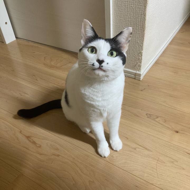 44c88c96 4a40 4462 88da 44e56233e333 1760729841579