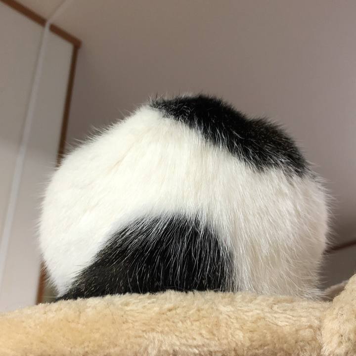 44c9a52b c25f 4556 af35 eb0c849438e5 1584349795364