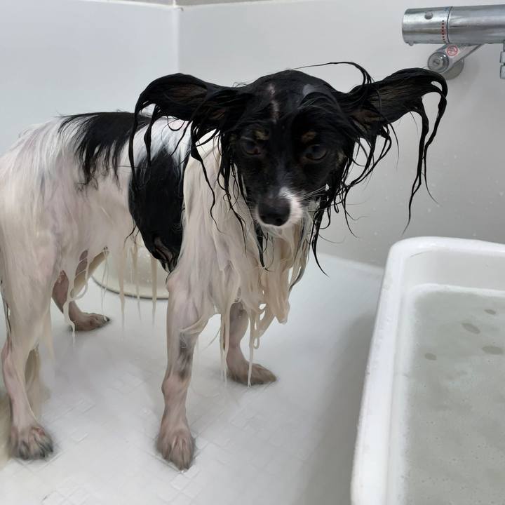 44cd7c7c cdd1 4e5c 856b 2e3af6297c08 1553139000638