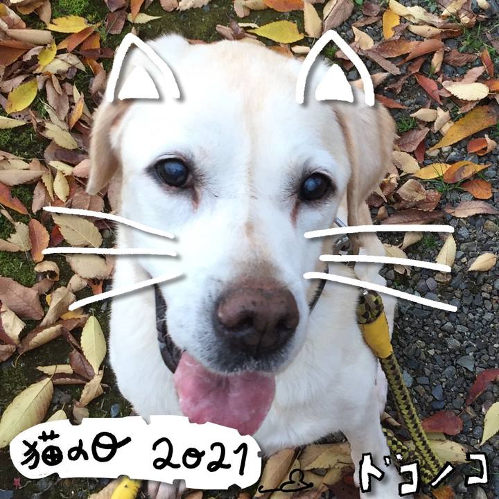 44ce63a3 0d2b 4da3 b8cf d791e93be22b 1613990224541