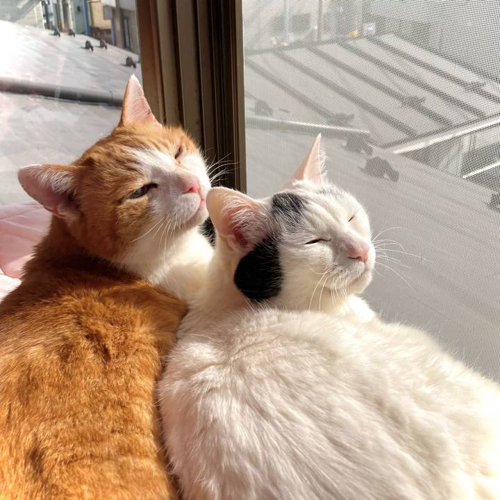 44ce71c9 81b1 4d08 b7bc ae414da74297 1678513707515