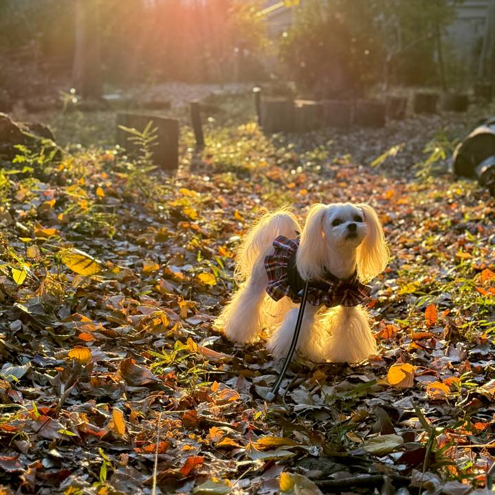 44ce8e54 c12f 46c1 8b05 5252f28c2776 1733915587153