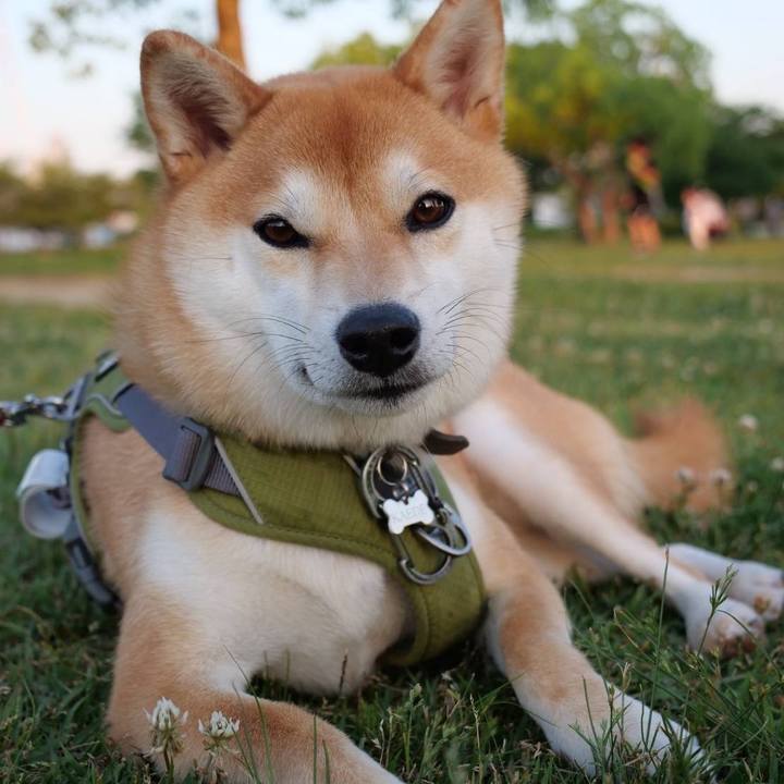 44ceef25 2fc0 411c 8e5c d542b02a39f6 1654641519024