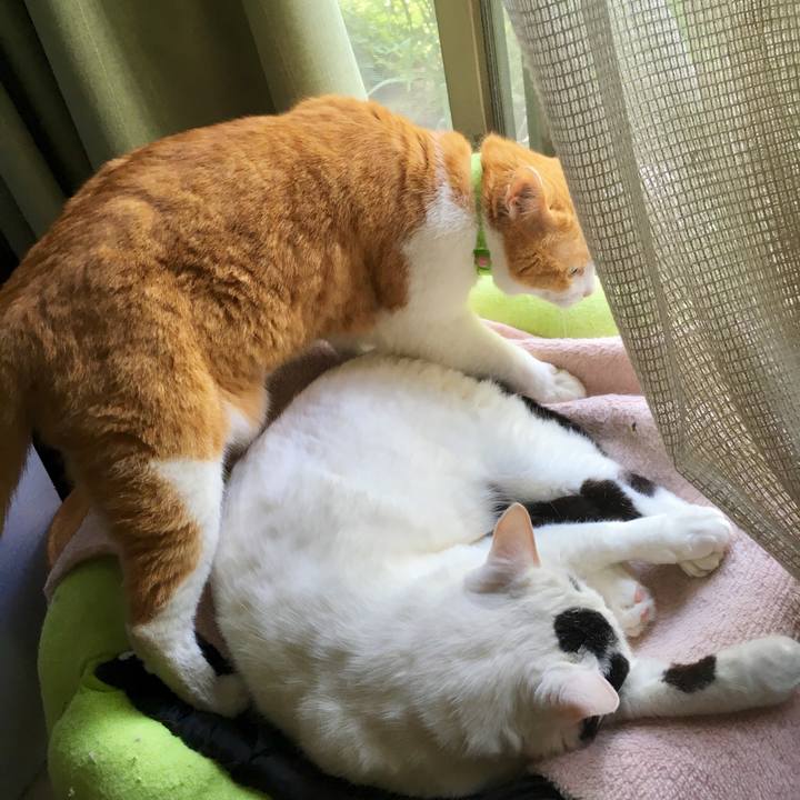 44d0b1cc 0709 44dc bee8 63b32c1cd889 1558925615591