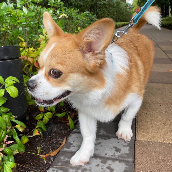 44d389c0 c492 44d3 818d 2e3bcf91286c 1593321180606