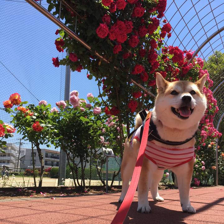 44d60d86 6de1 419c bbf0 1eebe14c7702 1589434781136