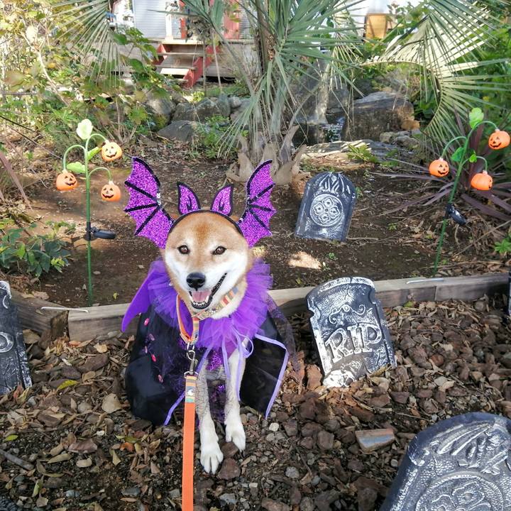 44d8c224 b087 4f0b 8ff4 98fed1e7236e 1635590215914