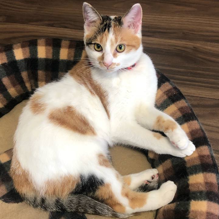 44dc28ce 673b 4c86 829b e916bb154dc0 1574119896229