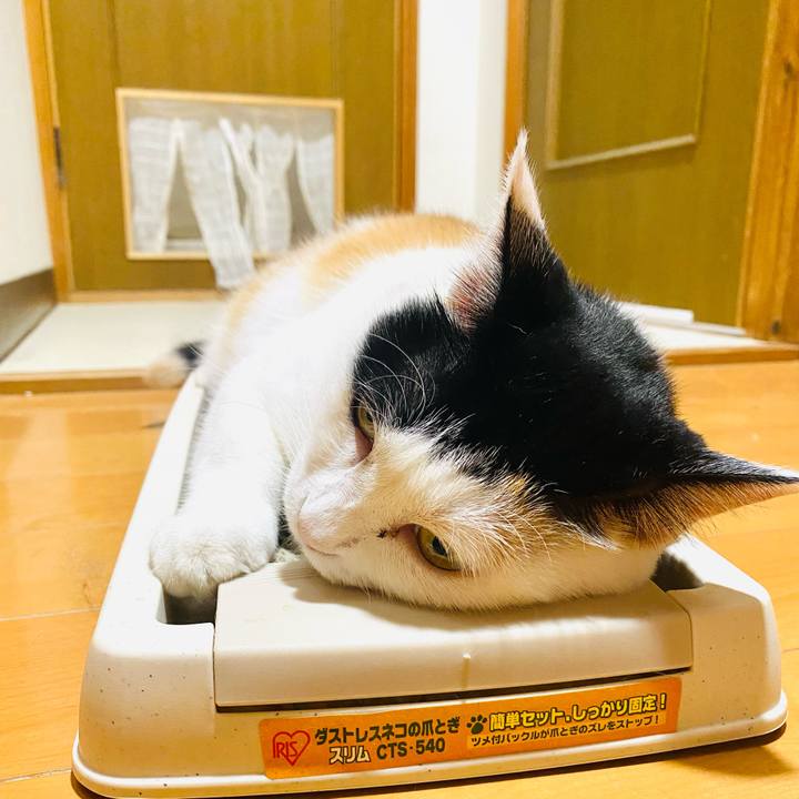 44dd74c7 9a8e 4719 9b29 2d3c8c681246 1721835783073