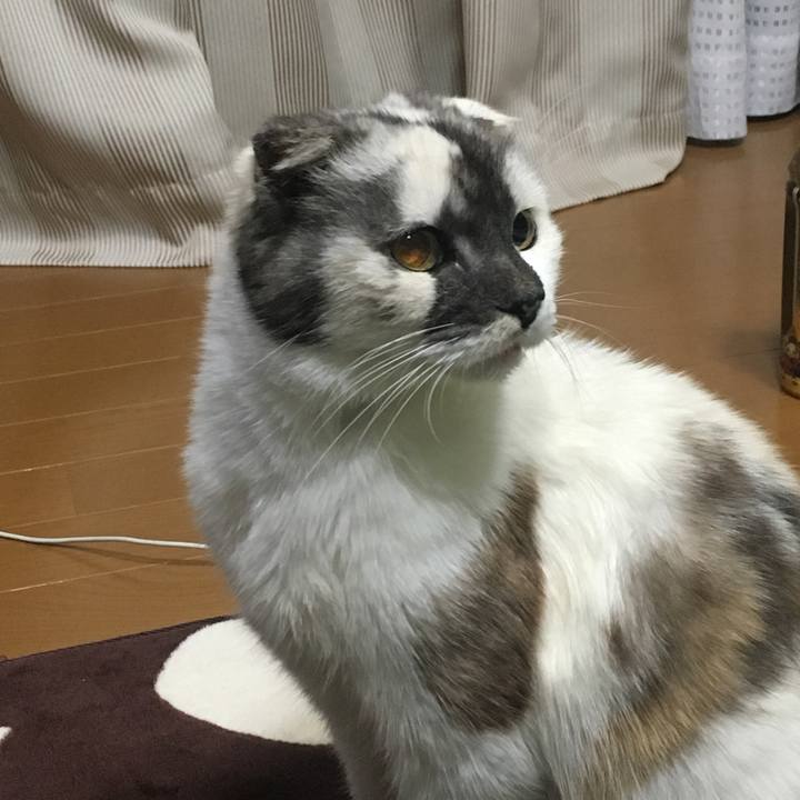 44de0311 ca7f 4cc7 970b 3ea4d67fd9f4 1514724853168