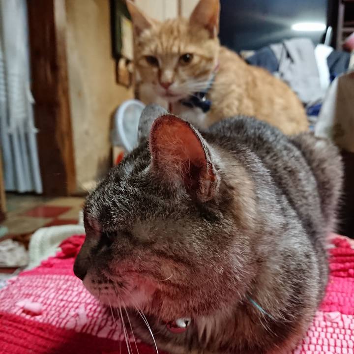 44e17c28 7603 4c55 8cd8 3488368ca265 1559902762708