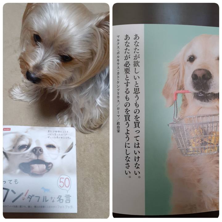 44e1e0df 3eef 44f2 a1aa 0915149ea296 1574464867885