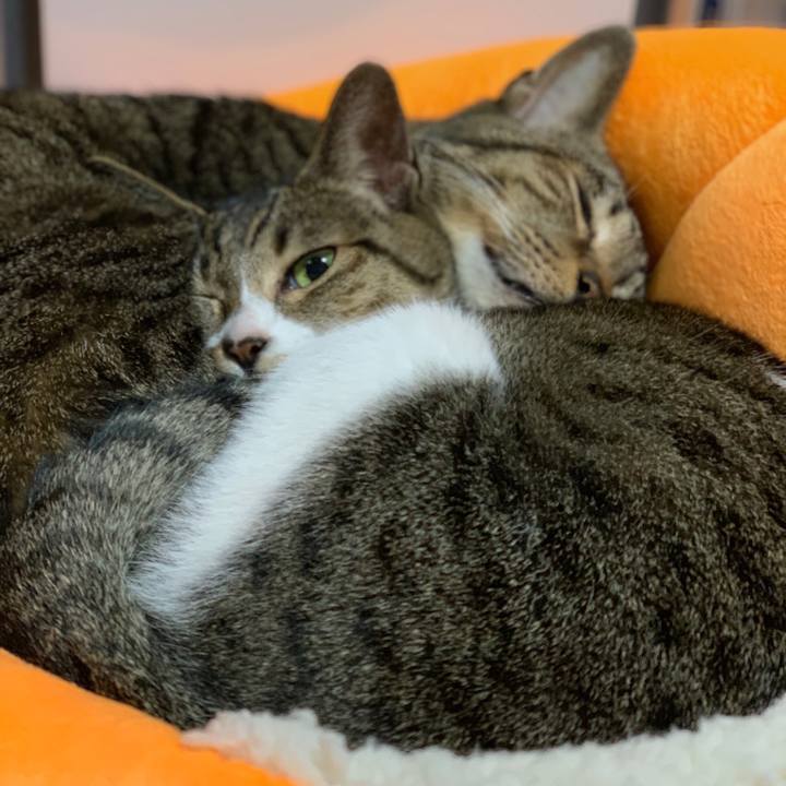 44e503ea bb28 4b34 b1f3 9483a6c4a5c9 1543884685434