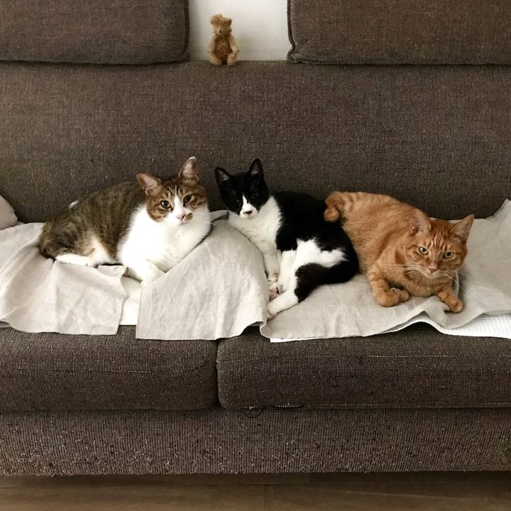 44eab265 baa1 4a9e 903d 520840a17a3b 1507690334550