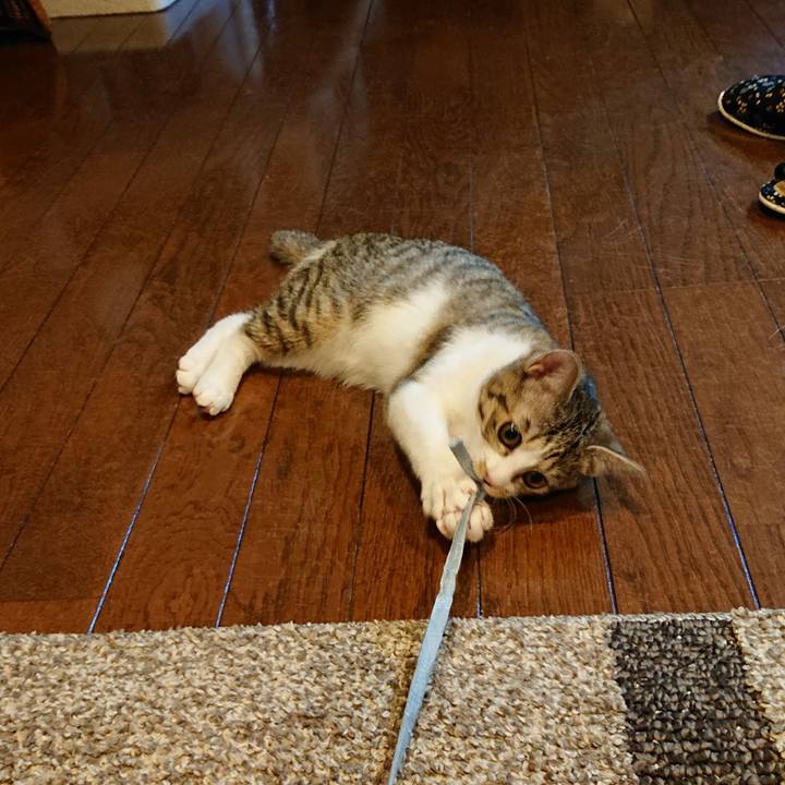 44eb3ef0 a6bb 48ca bfc7 07a8b90f1943 1547863036779