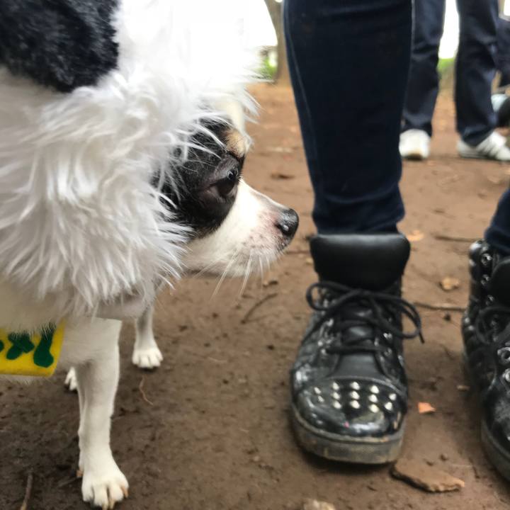 44ece2ed 13c4 49e4 90bd 7251fcfd236e 1509174683031