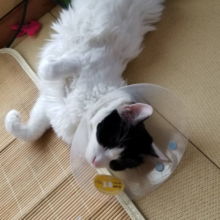 44f21652 1138 427f 966c 1138749e2b93 1532351793804