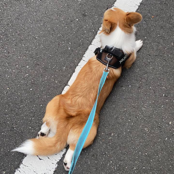 44f48fbb 2364 4892 b405 3467fb3995dd 1596582485229